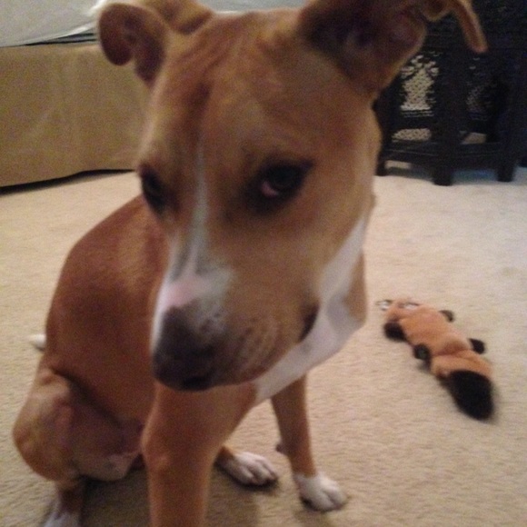 Meet your Posher, Michelle & Gracie WUF 😘 WUF! - Picture 1 of 1